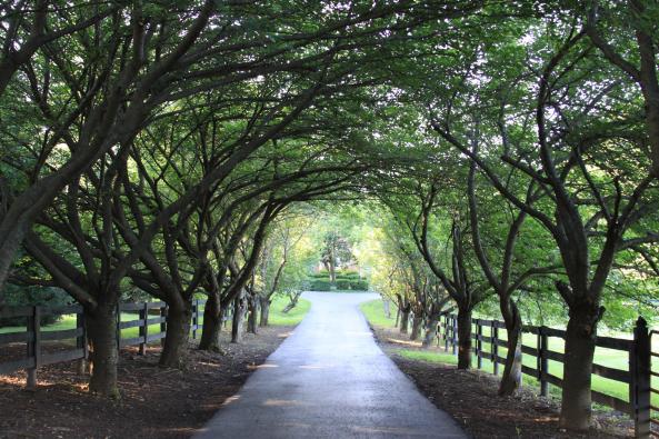 Main drive tree canopy