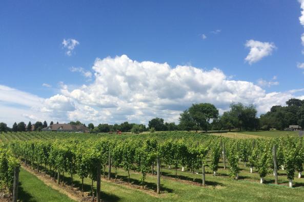 Waterford Vineyard