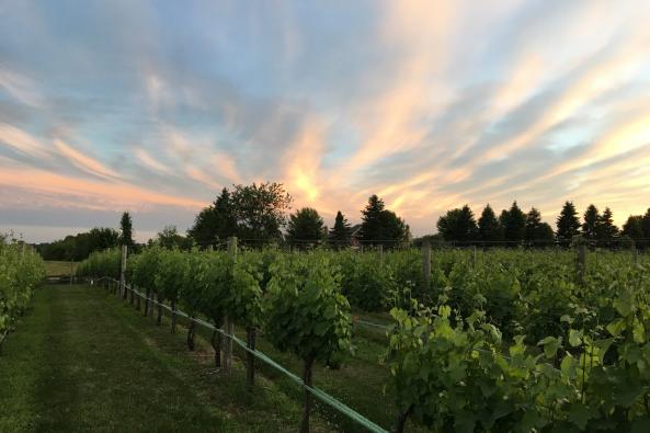 clouds over the vineyard