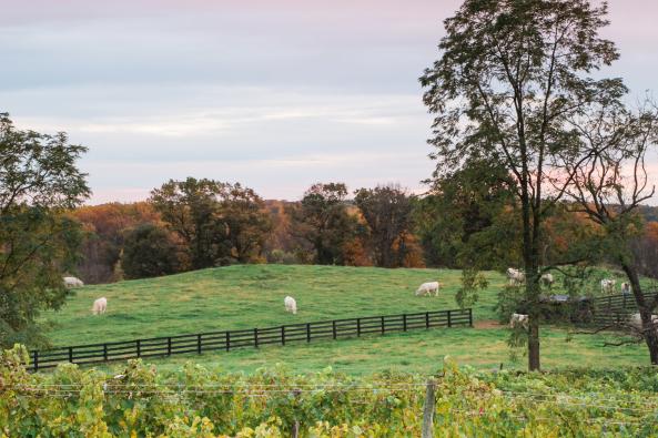 Vineyard view