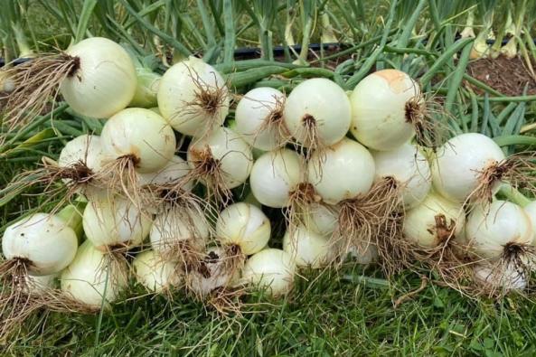 Sprouting Roots Farm Onions 2