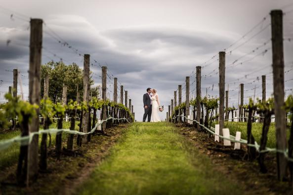 moody skies in the vineyard