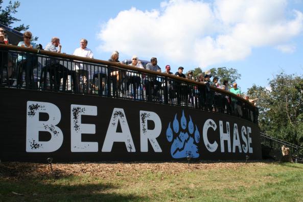 Bear Chase Image 2