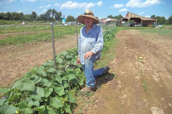 Rick Brossman on the farm, explaining his method for growing cucumbers.