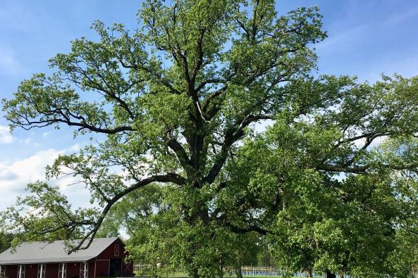 gforever farm our mighty oak