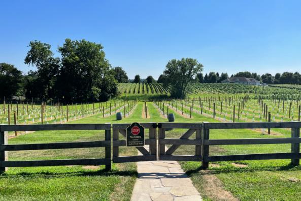 vineyard gate