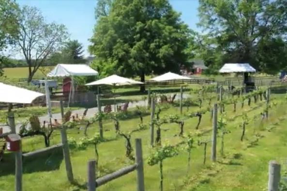Shiloh Wedding Vineyard