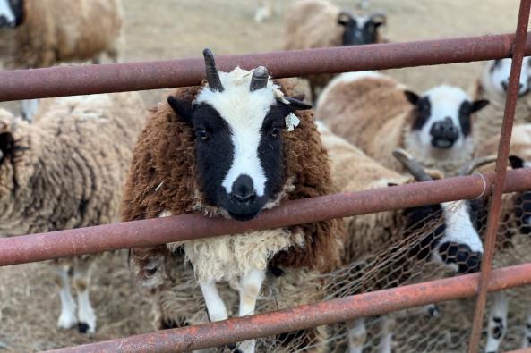 Shiloh Sheep