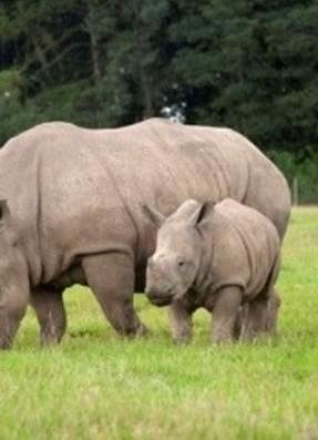 Bears, Blooms and a Brilliant Bonus from Knowsley Safari this Mother’s Day