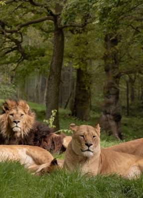Knowsley Safari
