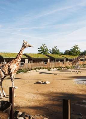 The Reserve at Chester Zoo