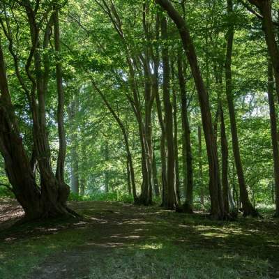 Forest Bathing at The Spread Eagle