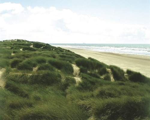 Natterjack Cycle Route