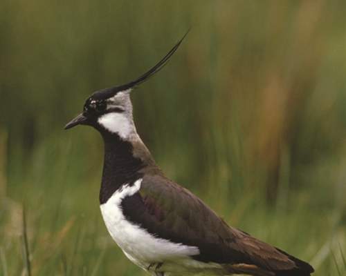 Lapwing Cycle Route