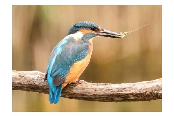 Photographing Wildlife in Gower
