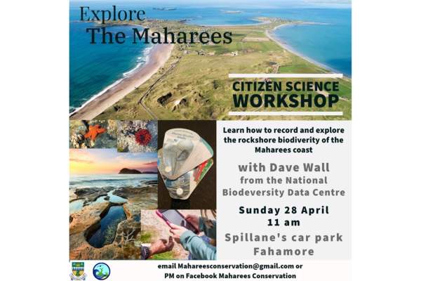 Learn How to Record & Explore the Rockshore Biodiversity of the Maharees Coast