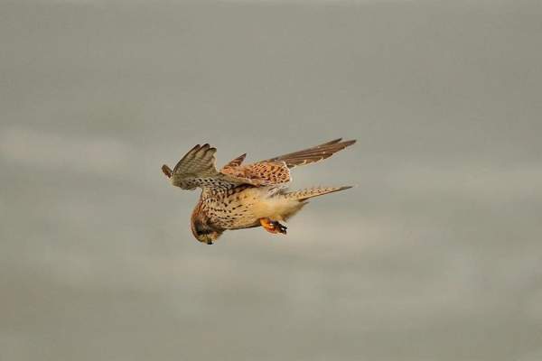 Abberton Birds of Prey Evening