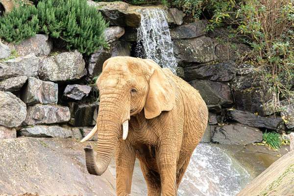 Colchester Zoological Society