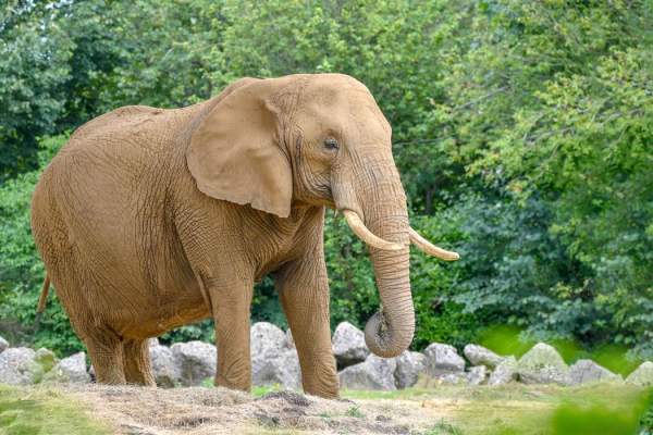 Colchester Zoological Society
