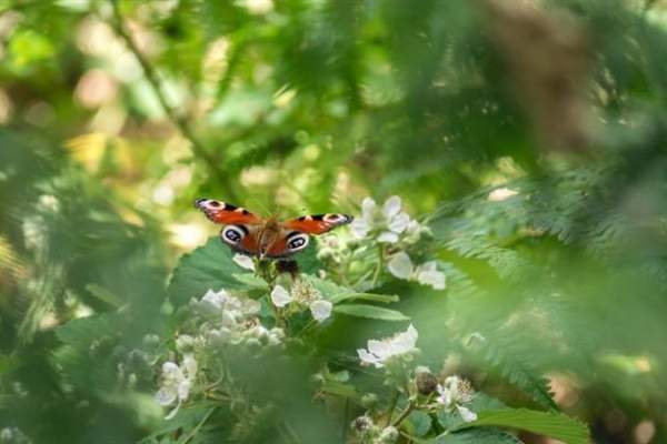 Easter Trail at Highwoods Country Park