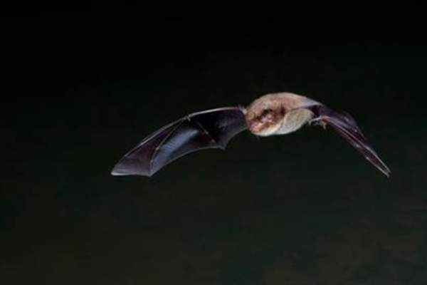 Abberton Bat Box Building