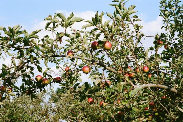 Into the Orchard
