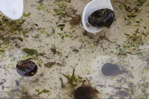 Abberton Pond Dipping