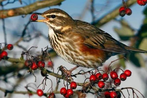 RSPB Flatford Wildlife Garden