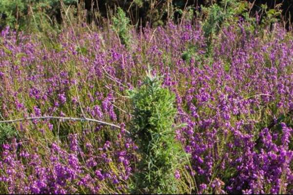 Tiptree Heath Wild Wanderers