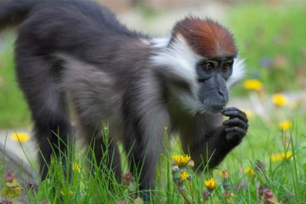 Easter Holidays at Colchester Zoological Society