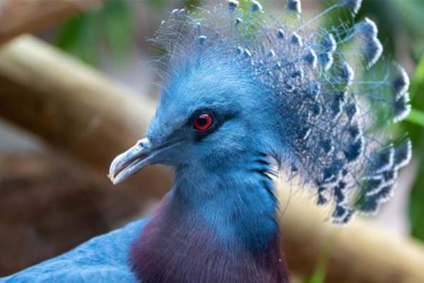 Scales, Tails & Feathers Weekend at Colchester Zoological Society