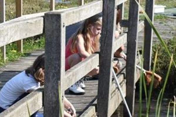 Abberton Pond Dipping