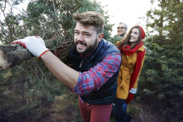 Want To Cut Your Own Tree This Christmas?
