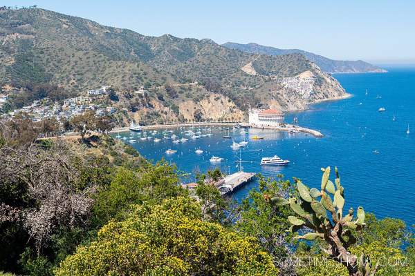 Everything to Expect on a Catalina Express Ferry Boat to Catalina Island
