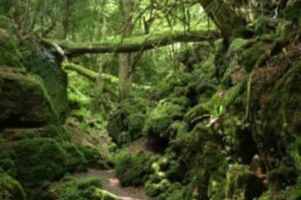 Afternoon Tea in the Enchanted Forest of Puzzlewood (Trade)