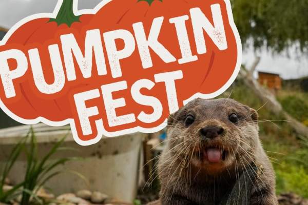 Pumpkin Fest at Noah's Ark Zoo Farm