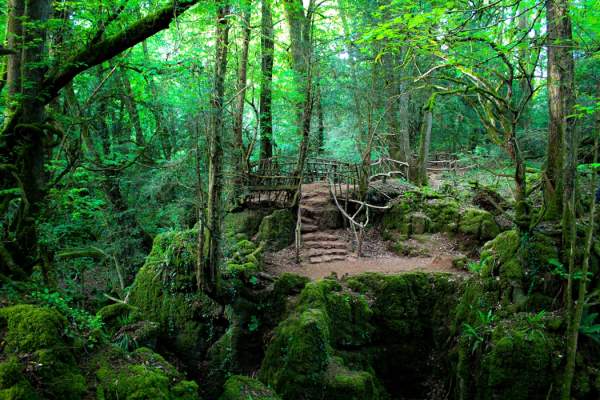 A magical cream tea experience in the enchanting Puzzlewood (Trade)