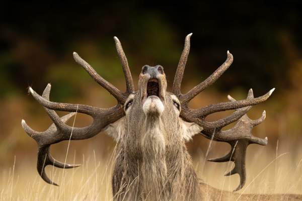 Wildlife Photographer of the Year 61 at Bristol Museum & Art Gallery