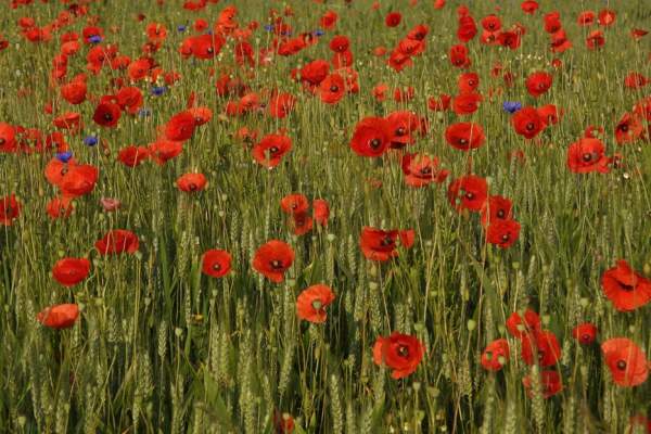 Community Poppy Project