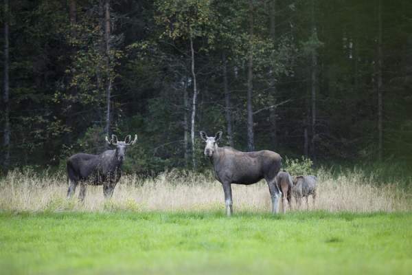 Elchsafari - Adventure Norway