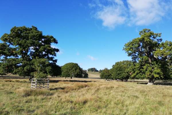Petworth House and Park Ancient Trees Walk