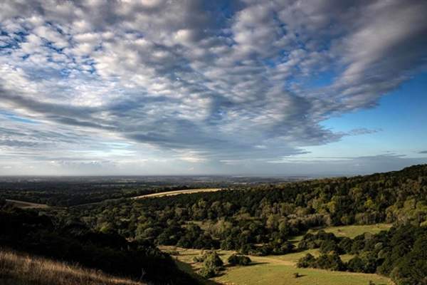 Kingley Vale Trail