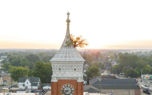 Historic Tree in the Courthouse Tower