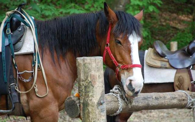 sugarlands_stables.jpg