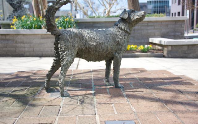 Dog