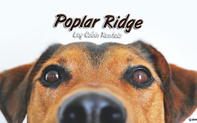 Reagan's Retreat Dogs Welcome