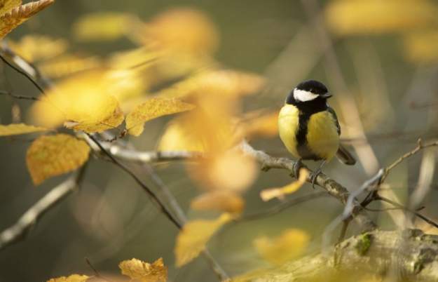 Bird Watching for Beginners - Guided Walk at RSPB Ham Wall