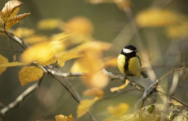 Bird Watching for Beginners - Guided Walk at RSPB Ham Wall