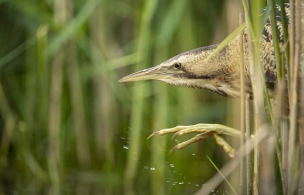 Booming Bitterns Guided Walk at RSPB Ham Wall