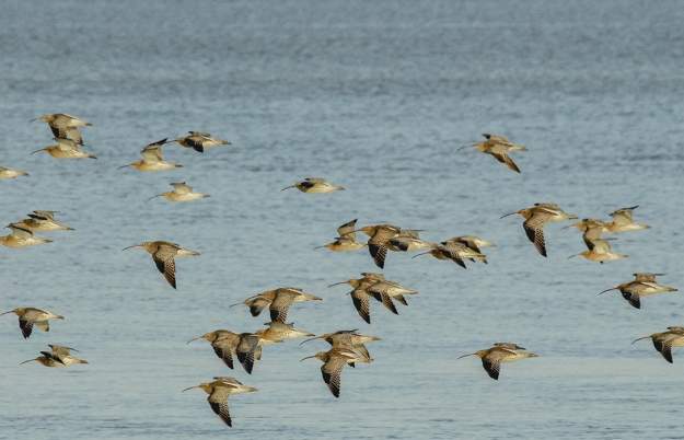 4x4 Photo Safari at WWT Slimbridge Wetland Centre